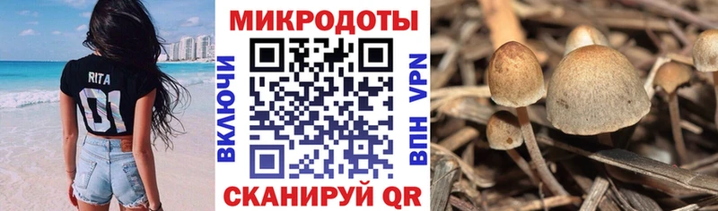 Псилоцибиновые грибы Cubensis  Сураж 